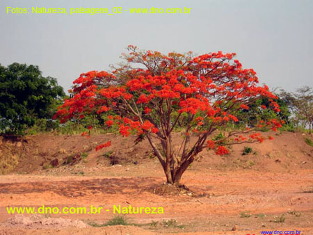 Natureza_0121