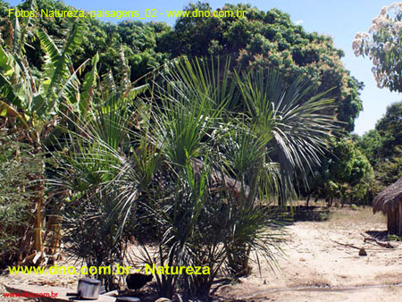 Natureza_0142