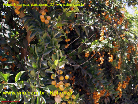 Natureza_0144