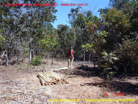 sucupira_2006_0042