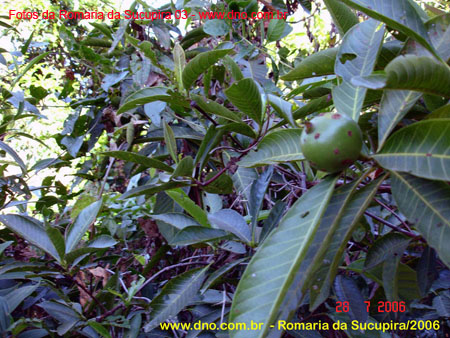 sucupira_2006_0044