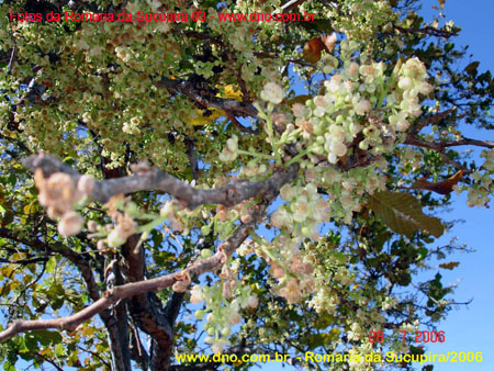 sucupira_2006_0045