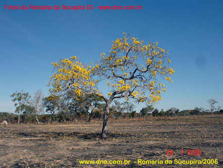 sucupira_2006_0049
