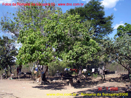 sucupira_2006_0061