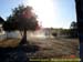 sucupira_2006_0038