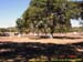 sucupira_2006_0040