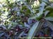 sucupira_2006_0044