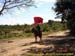 sucupira_2006_0056