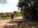 sucupira_2006_0057