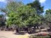 sucupira_2006_0061