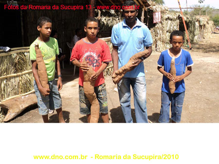 sucupira_2010_011