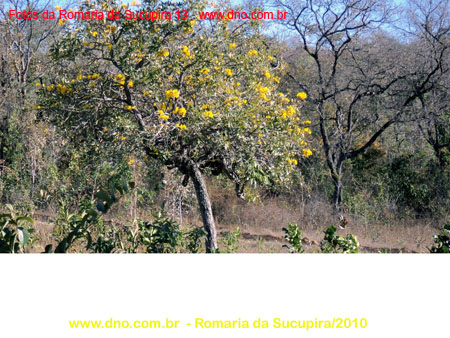 sucupira_2010_041