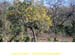 sucupira_2010_041