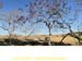sucupira_2010_043