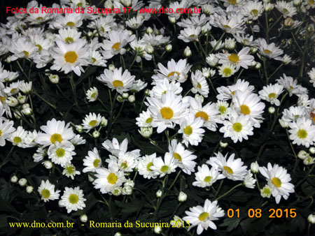 Sucupira_2015-08-01_CasamentoRaquel_103